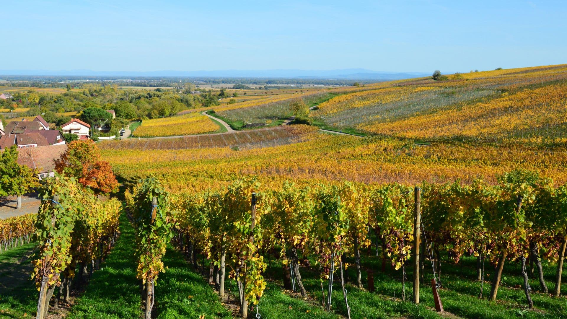 Rows of grapevines on rolling autumn hills, symbolizing patient cultivation and growth